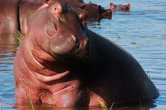 Chobe Day Trip - Guide Style: From Prompt Help to Wildlife Stories