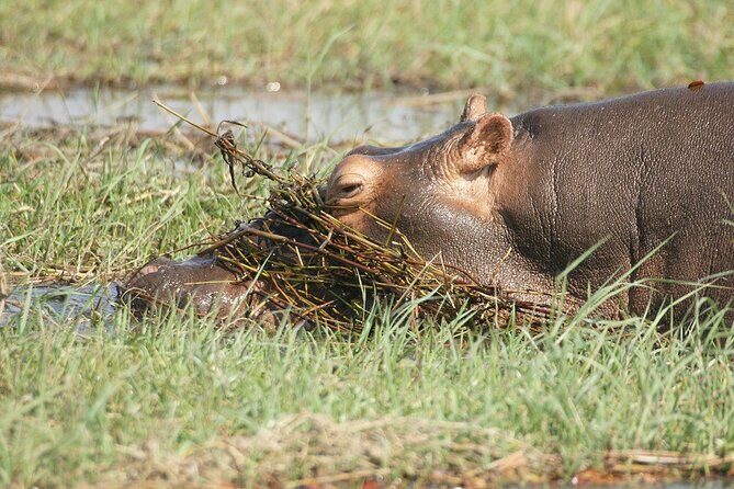Chobe Day Trip - Timing, Weather, and How to Avoid a Bad Day