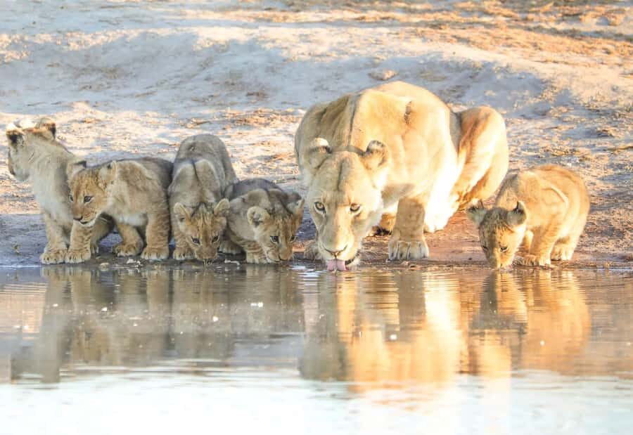 Chobe Day Trip - From Vic Falls - With Lunch (Buffet) - Key highlights you’ll feel right away