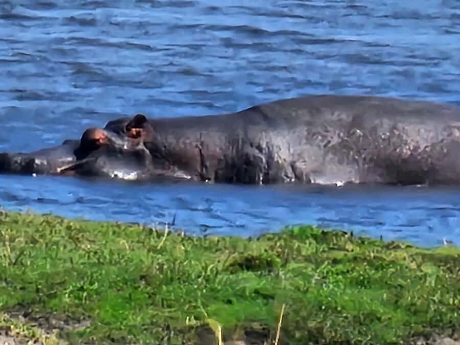 Chobe Day Trip - From Vic Falls - With Lunch (Buffet) - Why Chobe from Victoria Falls makes sense