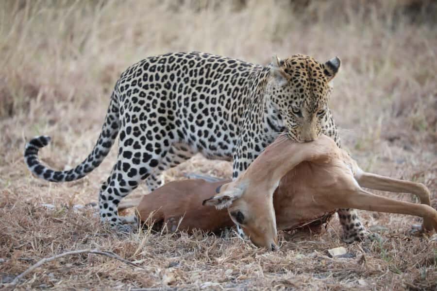 Chobe Day Trip - From Vic Falls - With Lunch (Buffet) - Morning game drive: 3 hours of prime Chobe spotting