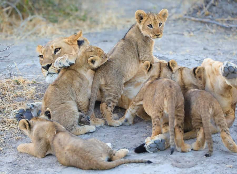 Chobe Day Trip - From Vic Falls - With Lunch (Buffet) - Afternoon boat cruise on the Chobe River: where the animals get close