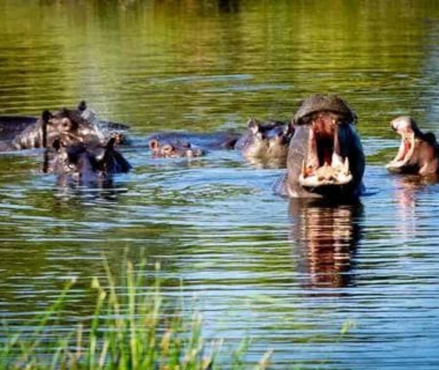 Chobe Day Trip - From Vic Falls - With Lunch (Buffet) - Practical tips that actually help