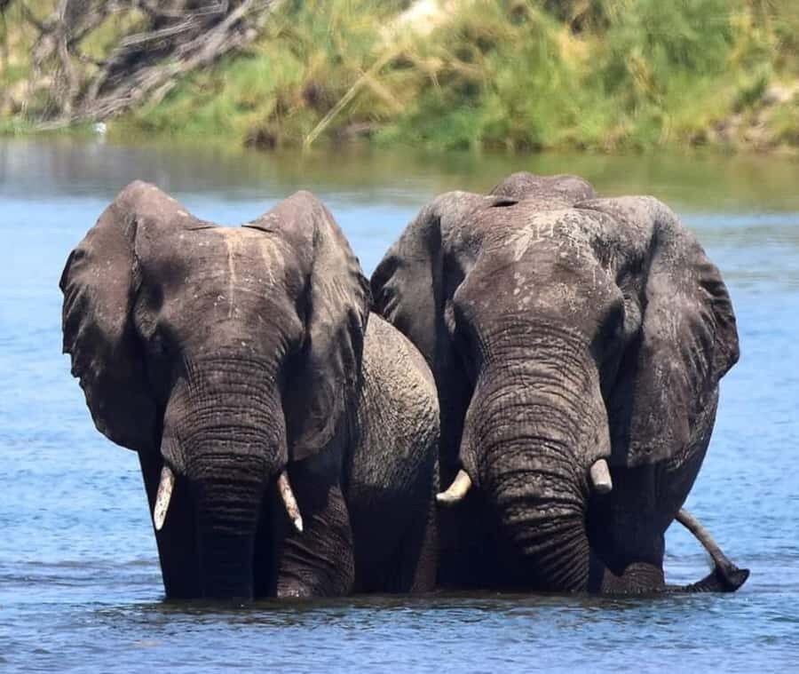 Chobe Day Trip - From Vic Falls - With Lunch (Buffet) - Should you book this Chobe Day Trip?