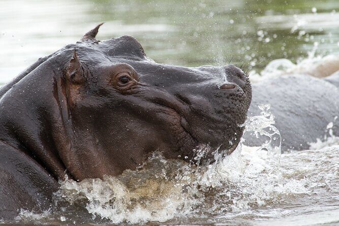 Chobe Day Trip from Victoria Falls - Key things you’ll remember most