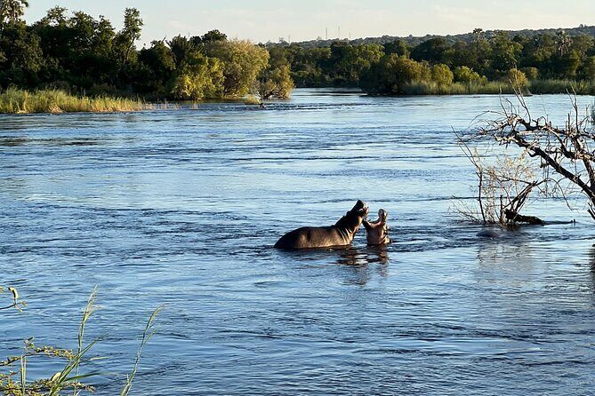 Chobe Day Trip from Victoria Falls - The 3-hour Chobe game drive in an open 4x4