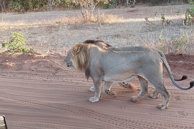 Chobe Day Trip from Victoria Falls - Price and value: what $190 covers, and what you still need to plan