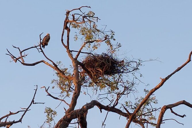Chobe Day Trip from Victoria Falls - Should you book this Chobe Day Trip from Victoria Falls?