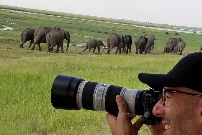 Chobe Day Trip From Victoria Falls Zimbabwe - Afternoon Chobe game drive: elephants and lions, plus the art of spotting