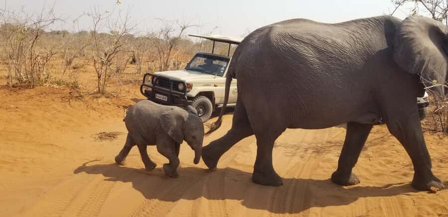 Chobe Day Trip from Victoria Falls, Zimbabwe - When to Go and What to Expect From Sightings