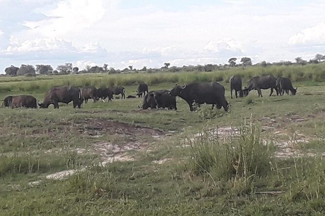 Chobe Day Trip Starting From Victoria Falls - Key things to know before you go