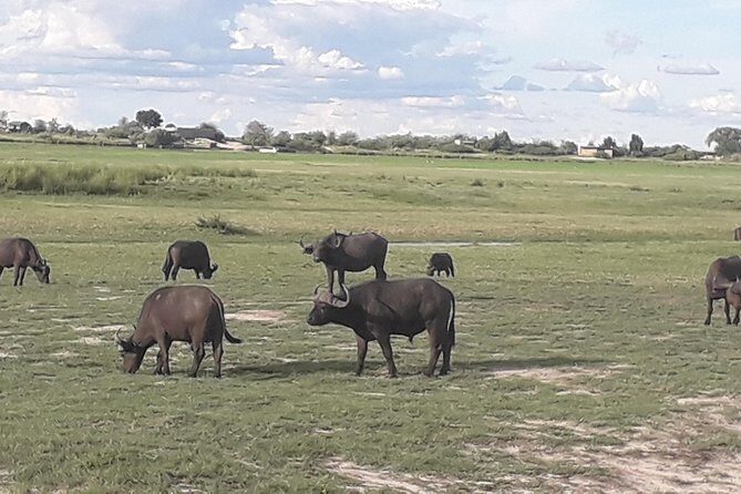 Chobe Day Trip Starting From Victoria Falls - The lunch stop: a break that keeps the day sane