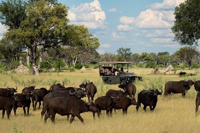 Chobe Day Trip Starting From Victoria Falls - Conservation in the background: why it changes how you watch wildlife