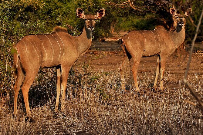 Chobe Day Trip - Chobe River Boat Cruise: Where the Herds Hang Out