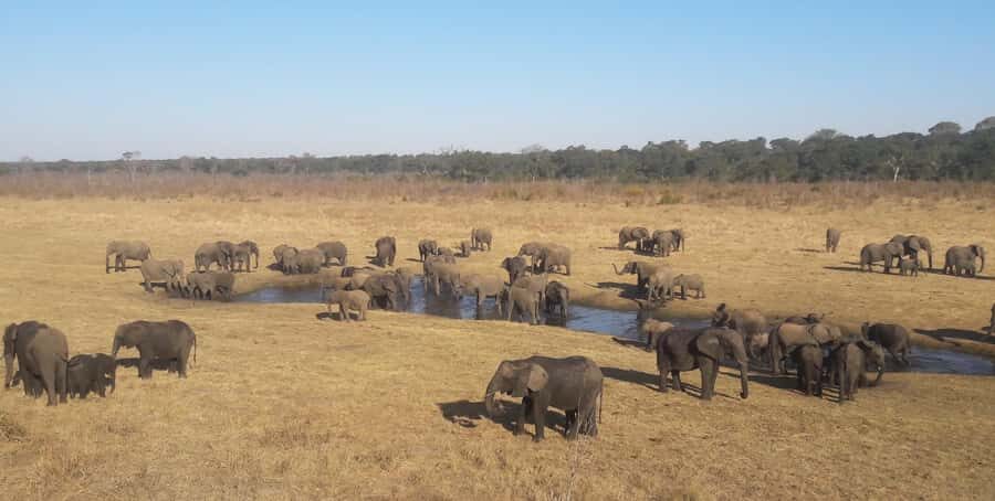 Chobe Extended Day Trip - A 5 a.m. wildlife schedule that actually makes sense