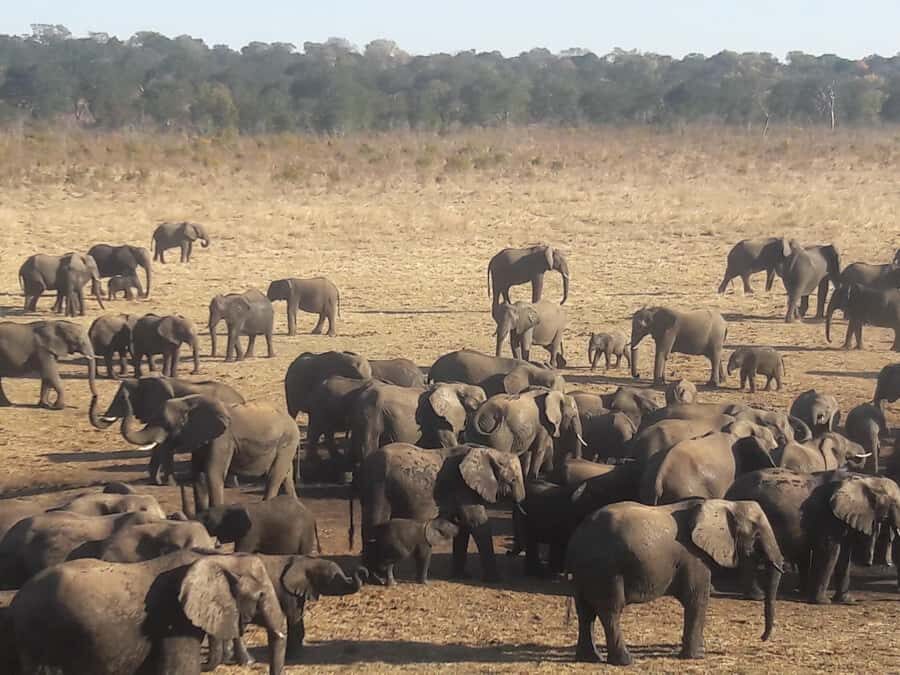 Chobe Extended Day Trip - The Chobe game drive: big herds, sharp spotting, and patience
