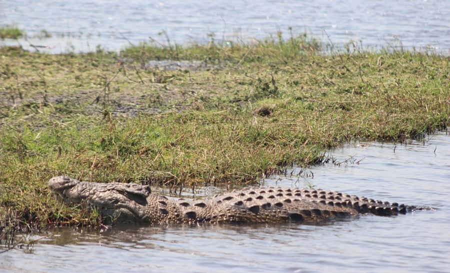 Chobe Extended Day Trip - Group size, guides, and how the day stays on track