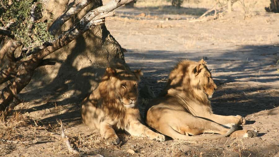 Chobe Extended Day Trip - What to pack for a long safari day in hot weather