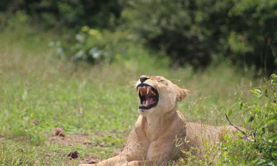 Chobe Extended Day Trip - Who this extended day trip is best for