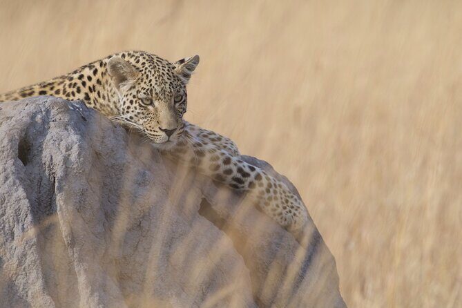 Chobe Extended Day Trip from Victoria Falls - Small Group - Key highlights worth knowing