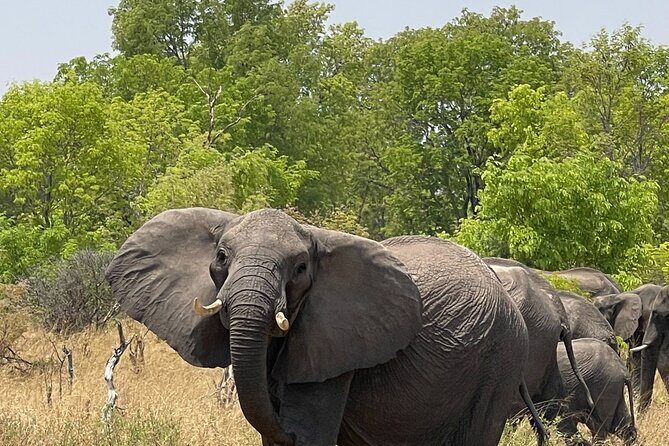 Chobe Extended Day Trip from Victoria Falls - Small Group - Who should book this extended Chobe day trip
