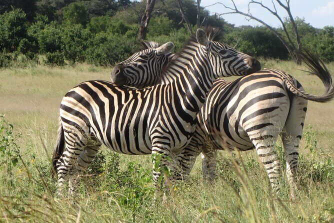 Chobe Extended Day Trip from Victoria Falls - Small Group - Chobe National Park game drive: what you’re really buying