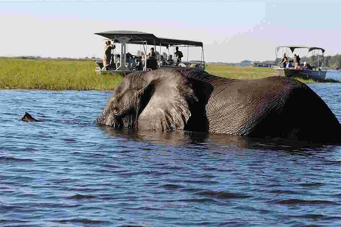 Chobe Extended Day Trip from Victoria Falls - Zimbabwe - The Chobe Morning Game Drive: Looking Where Animals Actually Feed