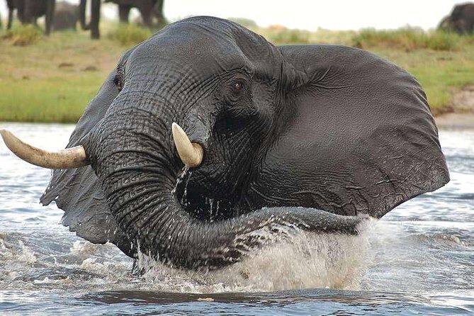 Chobe Extended Day Trip from Victoria Falls - Zimbabwe - The 3-hour Chobe River Cruise and Sunset Payoff