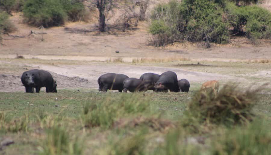 Chobe Extended Day Trip - Crossing into Chobe: the part you want handled with care