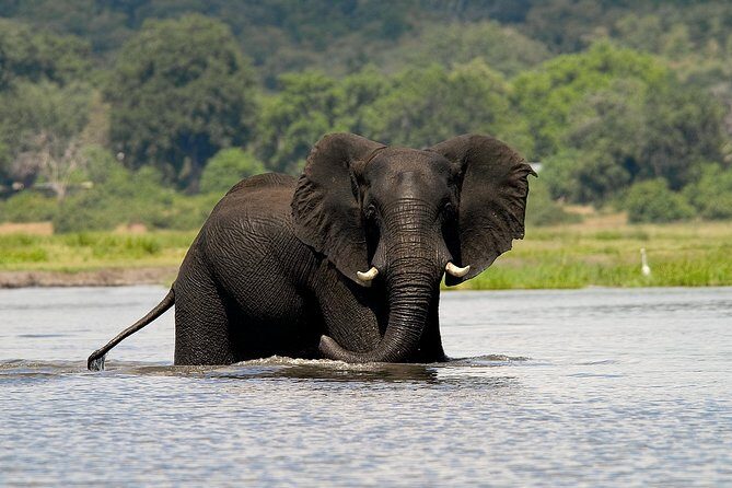 Chobe Full Day Safari Trip - Key Points That Matter for Your Chobe Day
