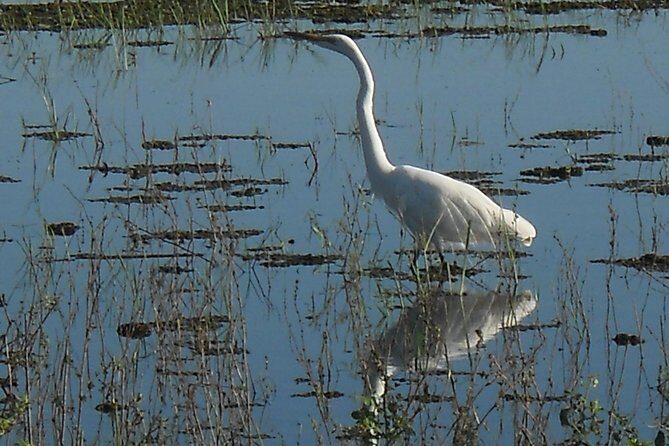 Chobe Full Day Safari Trip - Buffer Lunch at a Nearby Lodge: Fuel Without the Fuss