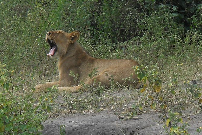 Chobe Full Day Safari Trip - Afternoon 4x4 Open-Jeep Game Drive: Getting Close on Land