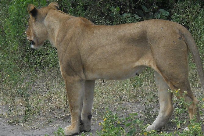 Chobe Full Day Safari Trip - Wildlife Odds: Lions, Elephants, Hippos, and the Rest of the Cast