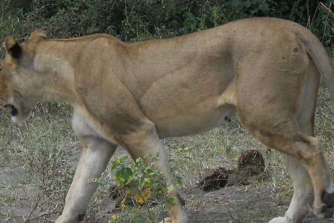 Chobe Full Day Safari Trip - Price and Extra Costs: Is This a Good Value?