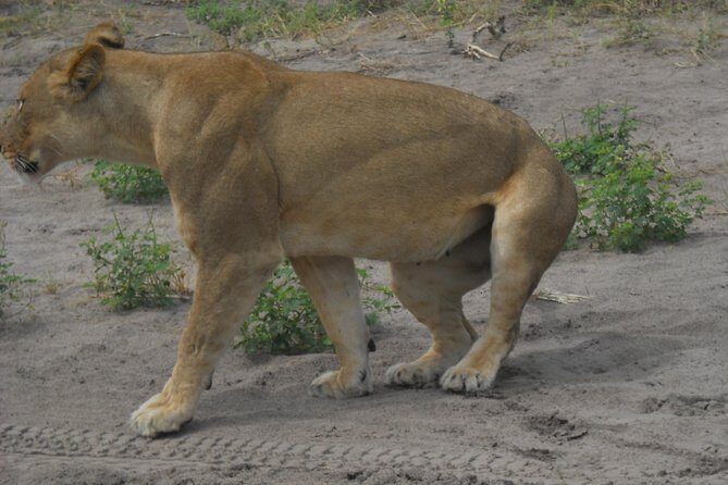 Chobe Full Day Safari Trip - Group Size and How Guides Make the Day Feel Private