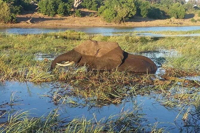 Chobe Full day Safari with Victoria falls Sunrise Tour Combo - Lunch at Chobe Safari Lodge: A View Break You’ll Actually Feel