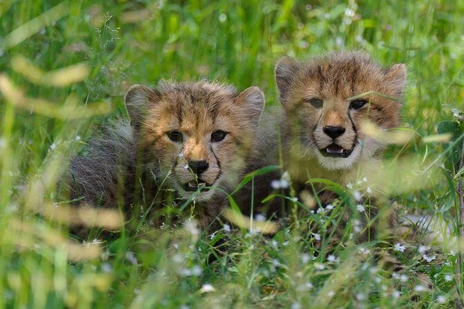 Chobe Full day Safari with Victoria falls Sunrise Tour Combo - Price and Value: What’s Included, What’s Extra, and What You Should Budget