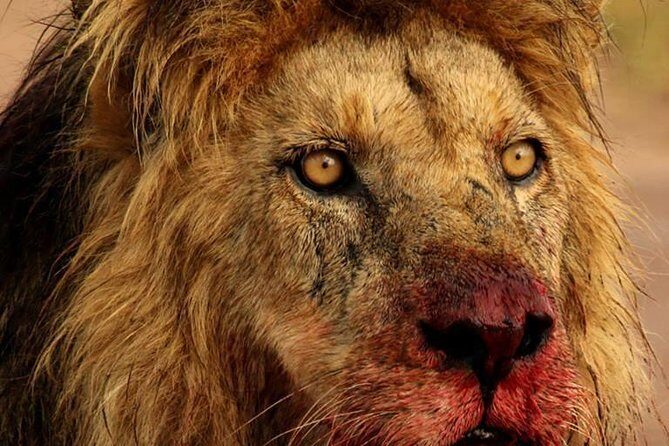 Chobe Full day Safari with Victoria falls Sunrise Tour Combo - Chobe Wildlife Viewing From an Open 4x4 (and What to Expect)