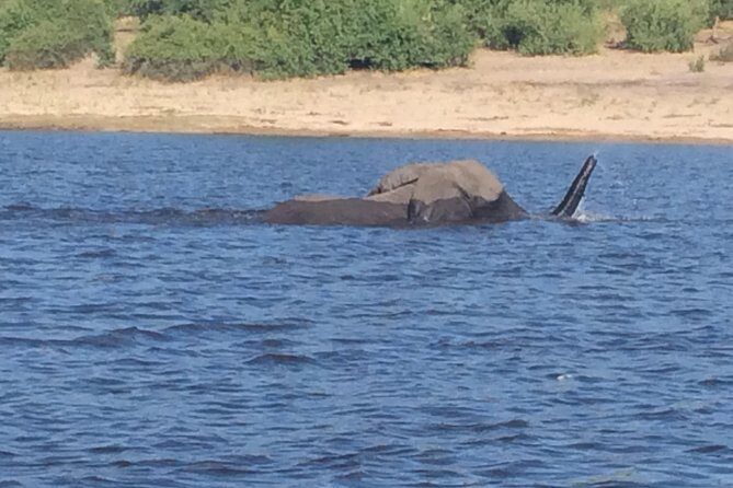 Chobe Full day Trip - Key things to know before you go