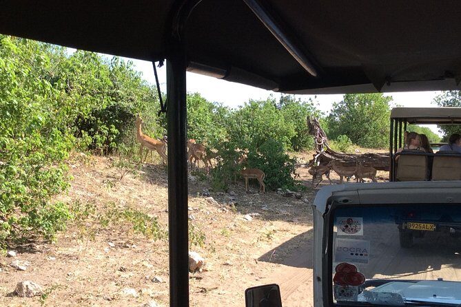Chobe Full day Trip - From Victoria Falls to Kazungula: the border part you should plan for