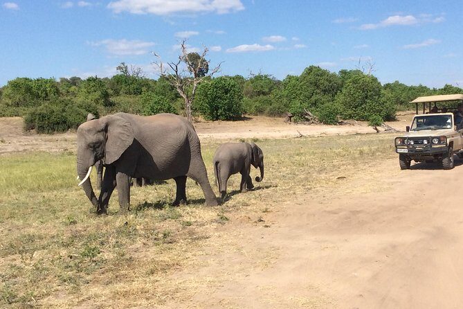 Chobe Full day Trip - Price at $175: what the cost covers, and what you’re really paying for
