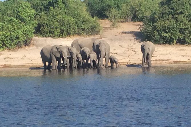 Chobe Full day Trip - Should you book this Chobe full day trip?