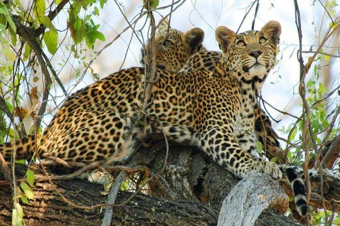 Chobe Full Day Trip From Victoria Falls - Price and Value: Is $164 Worth Your Day?