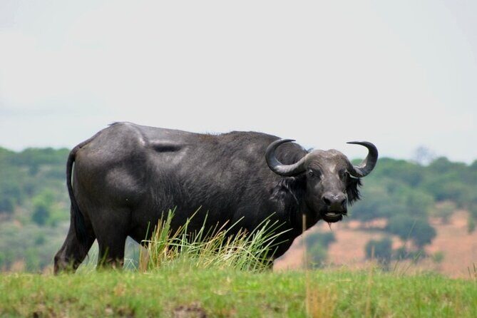Chobe Full Day Trip From Victoria Falls - Who Should Book This Trip (and Who Might Prefer Something Else)