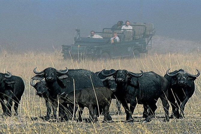Chobe Full Day Trip From Victoria Falls - Should You Book This Chobe Full Day Trip?