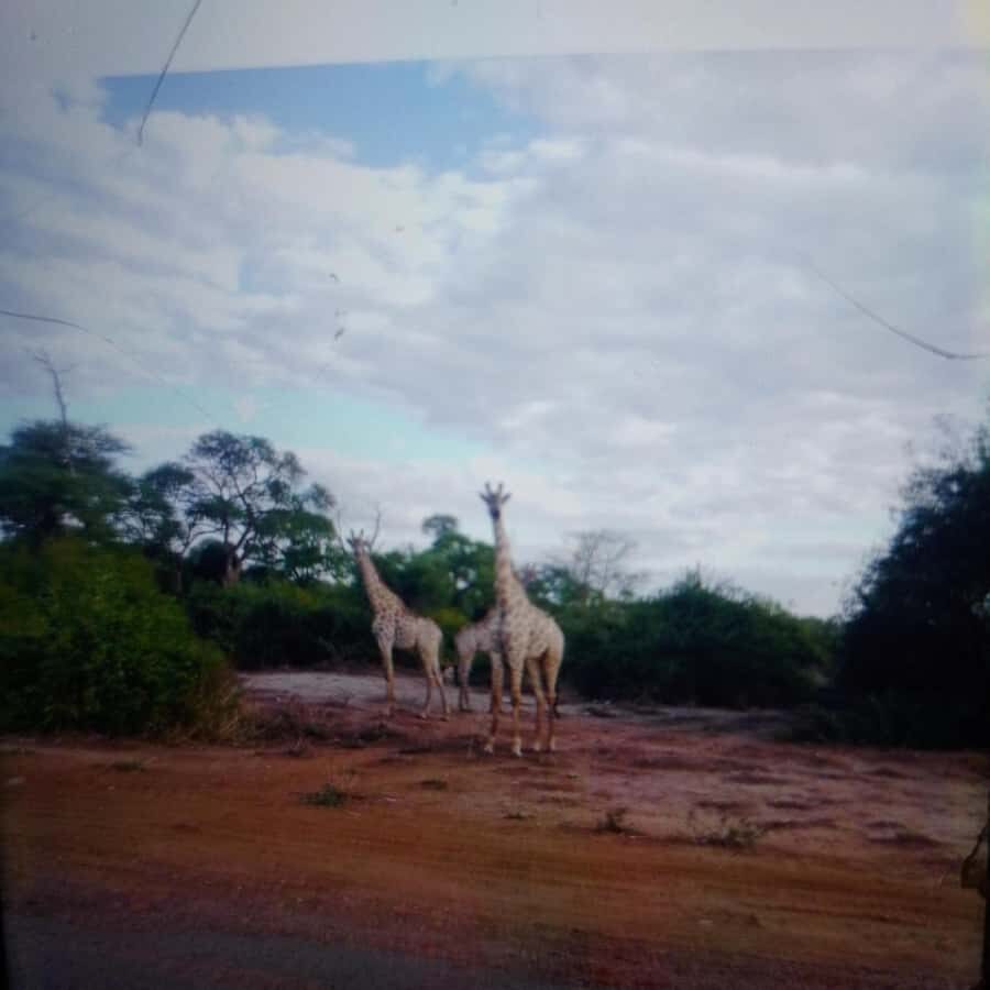 Chobe Half Day Trip from Victoria Falls - Key things you’ll notice on this Chobe trip
