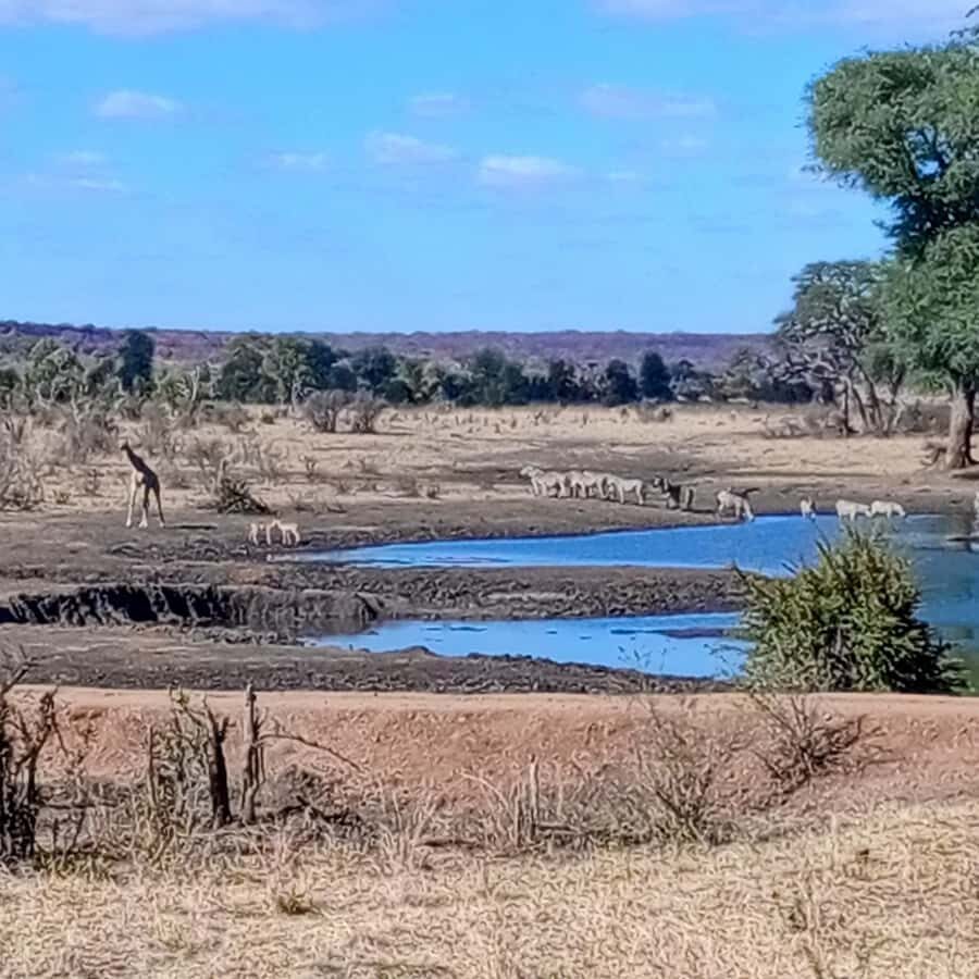Chobe Half Day Trip from Victoria Falls - How the half-day Chobe rhythm really works from Victoria Falls