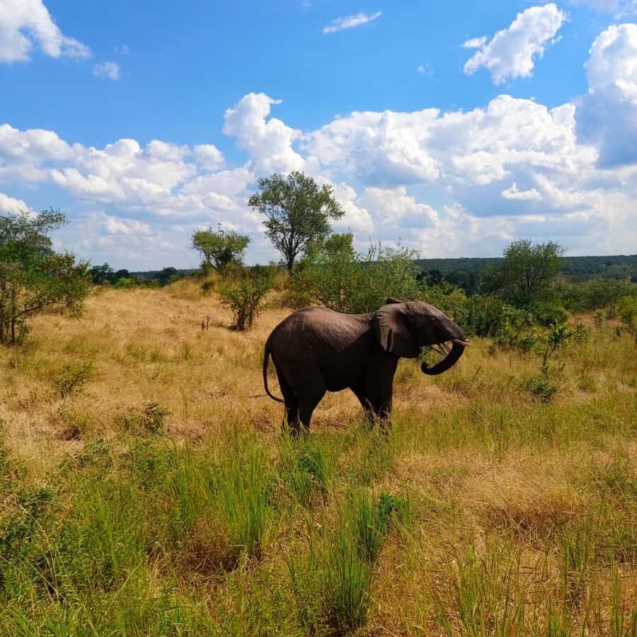 Chobe Half Day Trip from Victoria Falls - Option 2: Boat cruise + lunch on the Chobe River