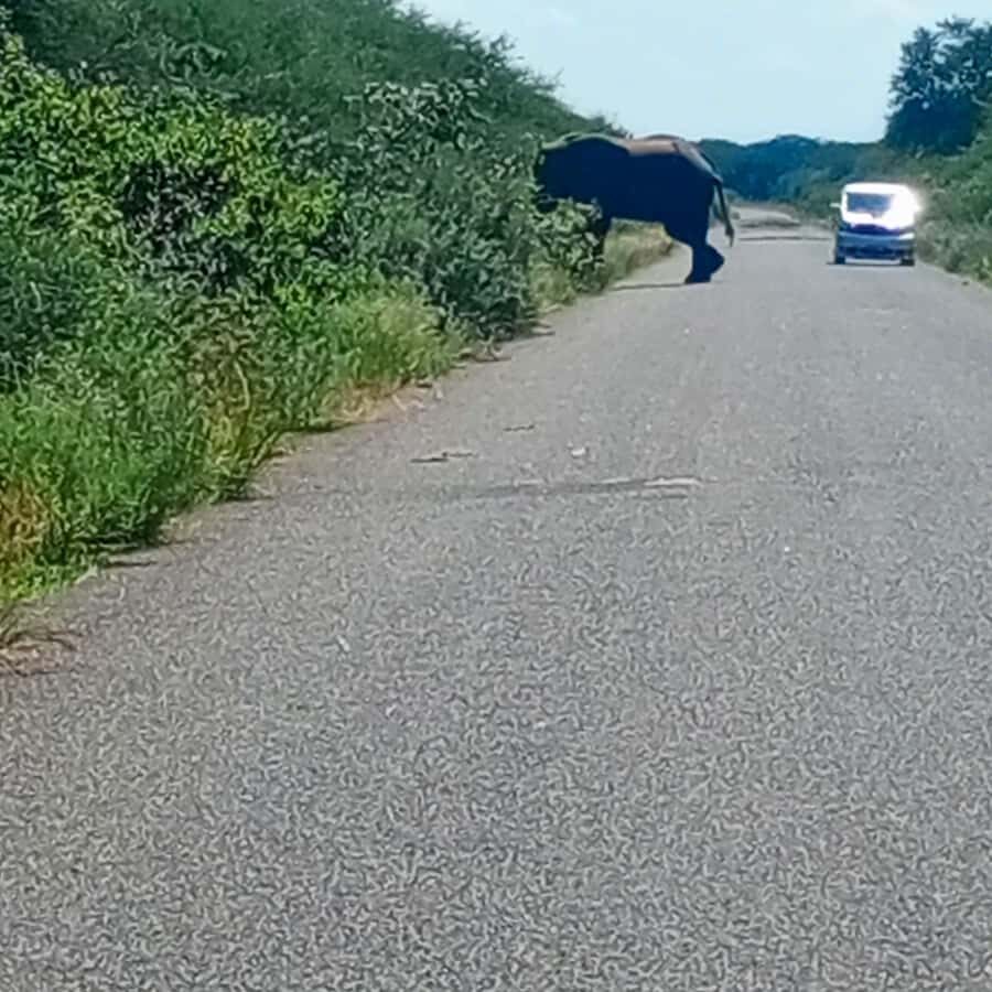 Chobe Half Day Trip from Victoria Falls - What “short and precise” feels like in real life