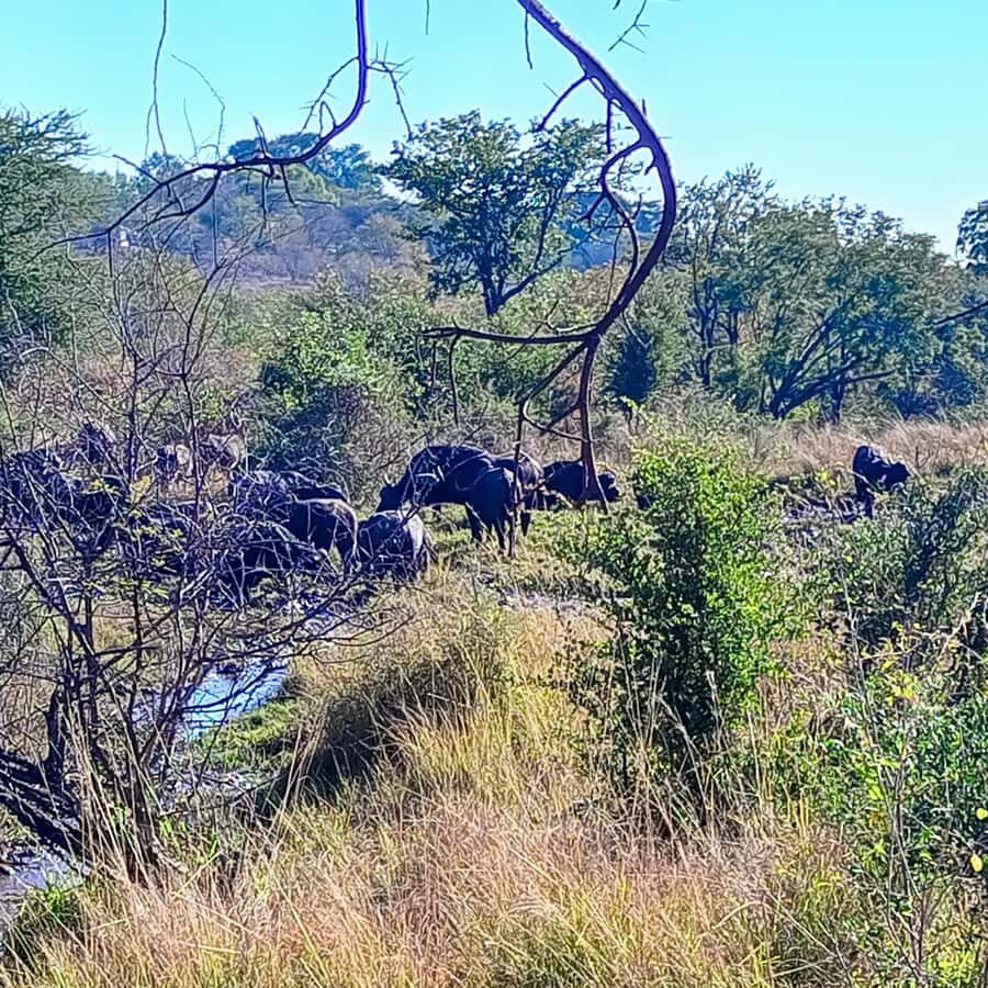 Chobe Half Day Trip from Victoria Falls - Included value: what you pay for (and what you don’t)